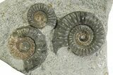 Fossil Ammonite (Arnioceras) Cluster - Holderness Coast, England #350949-3